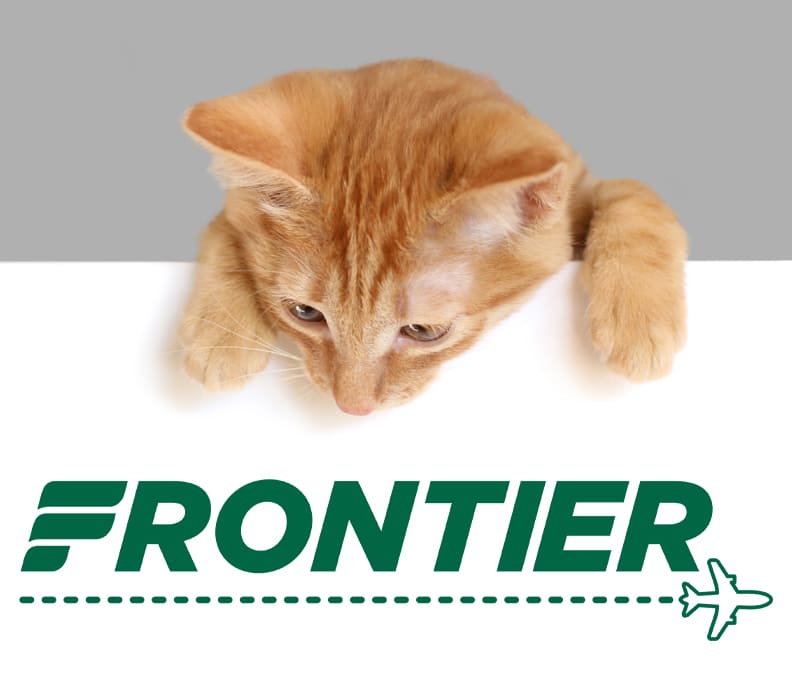 Adopt a Cat and Get a Free Ride on Frontier Airlines
